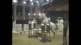 Cosun, Up to Date x Cavalier Hengstenshow Reinie Tewis 2013