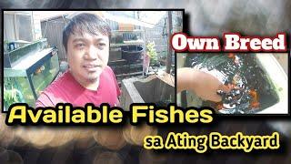 Available Fishes sa ating Backyard