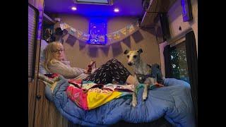 Campervan Dog (living with a Whippet)