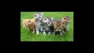 Cute baby cats #shorts  #youtubeshorts  #video  #cat