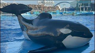 Orca Training - Sept. 18, 2024 - Port of Nagoya 