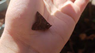 Moth doesn't wanna leave me alone (Catherine in Australia)