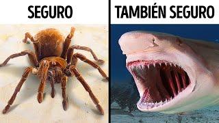 14 Animales que dan miedo pero no son peligrosos