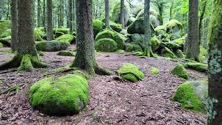 Auf dem Brend in Furtwangen im Schwarzwald