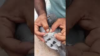 Pigeon Pox treatment