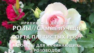 РОЗЫ//Самые лучшие сорта плетистых роз//Советы для начинающих розоводов