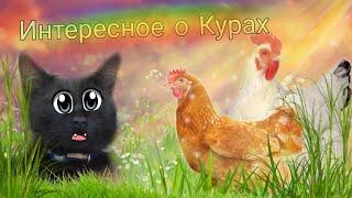 Интересное о курах, от котят