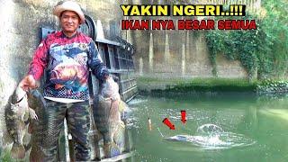 YAKIN NGERI Mancing di Spot ini strek ikan nila super babon berkali kali senar sampek bunyi cruit