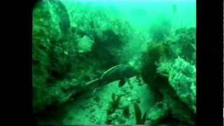 Artificial Reefs