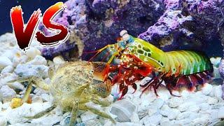STONE CRAB vs Giant Mantis Shrimp! *EPIC BATTLE ROYALE*