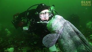 Diver meets huge Pacific Wolf Eel