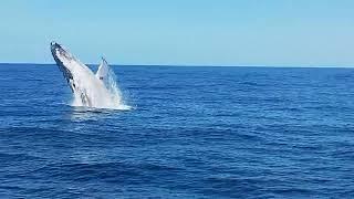 Humpback Whales on the Gold Coast 2024