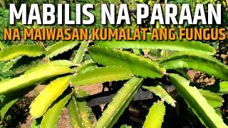 DAPAT MONG GAWIN UPANG DI KUMALAT ANG FUNGUS AT MAUBOS ANG DRAGON FRUIT | D' Green Thumb