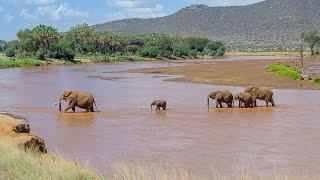 Amazing Wildlife Safari in Samburu and Buffalo Springs National Reserve | Kenya 2020 | 4K-Video