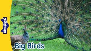 Wonderful Big Birds | Peacock, Wild Turkey, Ostrich, Turkey Vulture | Little Fox