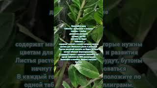 Закопайте одну таблетку в каждыи горшок — любое домашнее растение оживет, листья желтеть не  будут.