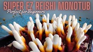 GROW YOUR OWN REISHI MUSHROOMS, Easy Monotub Method