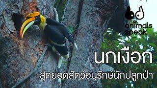 นกเงือก สุดยอดสัตว์อนุรักษ์นักปลูกป่า : Animals Speak [by Mahidol]