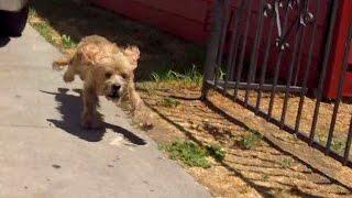 A starving Cocker Spaniel rescued off the streets of Los Angeles.  Please help find him a home.