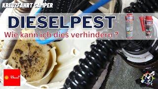 Dieselpest - Wie kann ich Schäden bis zu 32.000 € verhindern ?