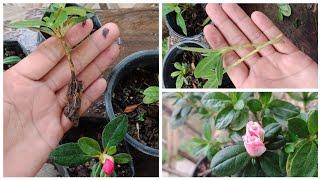 Easiest Way To Grow Azaleas from Cutting, Success Azalea Cuttings proof