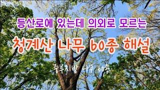 한국의 나무 - 8월 서울 청계산 등산로 주변의 나무 60종을 구별하는 핵심 key