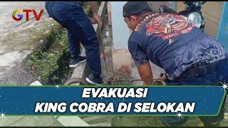 Damkar Evakuasi Ular King Cobra yang Bersembunyi di Selokan