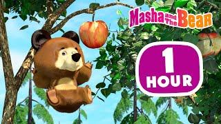 Masha and the Bear 2024  Animal stories  1 hour ⏰ Сartoon collection 