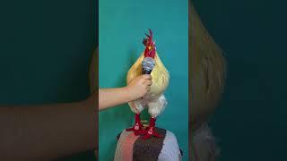 este gallo canta otro nivel #gallos #gallo #gallocantando #mascotas