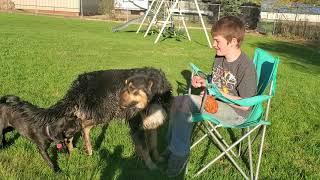 DMC Square Body and Egg Farm Guard Dog Training