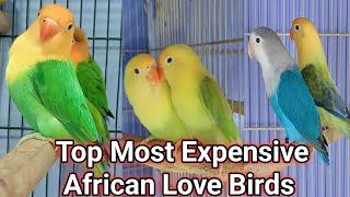 African Love Birds Most Expensive Mutations |Number One Mutations Birds @SYED BIRDS