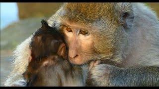 Very Sad! Mother Monkey Weaning Her Adorable Baby Monkey Till Poop