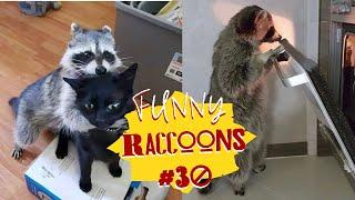 Cмешные ЕНОТЫ #30 / Приколы с ЕНОТАМИ 2024 / Funny Raccoons.