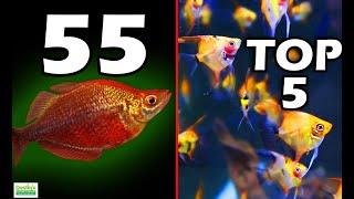 TOP 5 BEST Aquarium Fish Ideas For Your 55 Gallon Aquarium