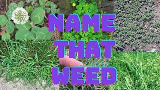 Most Popular Summer Weeds Identified  | DIY Lawn Coach