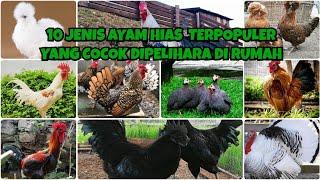 JENIS-JENIS AYAM HIAS || AYAM HIAS TERPOPULER COCOK DIPELIHARA DI RUMAH