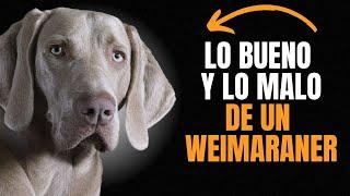 WEIMARANER:  VENTAJAS Y DESVENTAJAS DE TENER UNO.