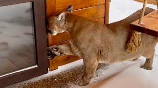 Puma Messi has escaped! | How do we make a cougar walk in winter and he opens the door and runs away