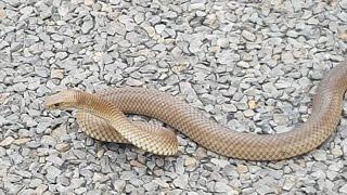 Australia's deadliest snake, the eastern brown snake