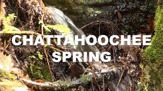 Chattahoochee Spring in Chattahoochee, Florida