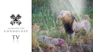 Incredible Lion Fight - Londolozi TV