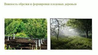 Обрезка плодовых деревьев от А до Я  Полная версия вебинара Николая Рабушко  Зачем Как Когда