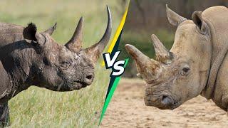 Black Rhino vs White Rhino: What's the Difference?