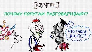 Почему попугаи разговаривают? — Научпок