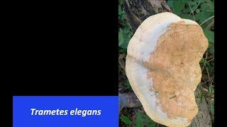 What's That Fungus? - Trametes elegans