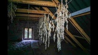 Abandoned House FOUND WEED IN THE ATTIC