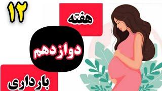 هفته دوازدهم بارداری |وضعیت جنین |سه ماه اول بارداری |ماه سوم بارداری|غربالگری |بارداری هفته به هفته