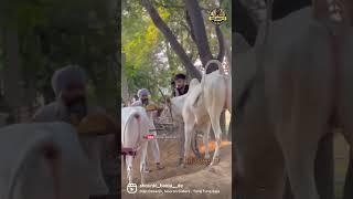 Halt Race • Ox Race • 2022 • Tung Tung • Punjab • Punjabi Culture