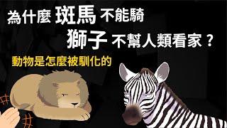 為什麼人類不騎斑馬? 獅子不幫人類看家  動物是怎麼被馴化的? 【馴化的歷史】