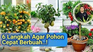 Lakukan ini! Tanaman pasti Cepat Berbuah Lebat (Mangga, Durian, Kelengkeng, jambu, Jeruk,dll)